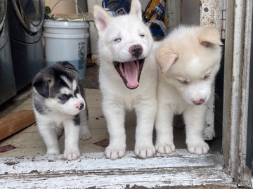 Alaskan Siberian husky puppies