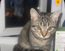 British Shorthair – Whiskers: Your Adorable, Friendly, Calm, and Playful Cat in Need of a New Home