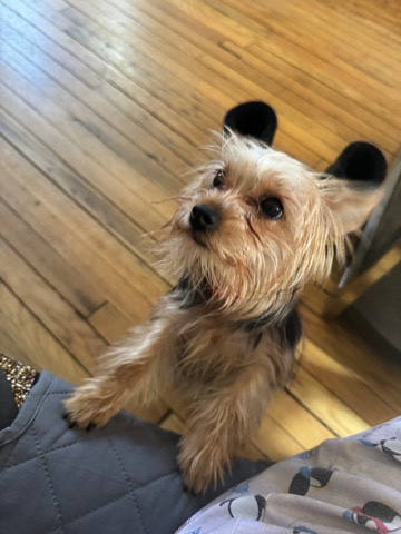 Yorkshire Terrier – Female Yorkie