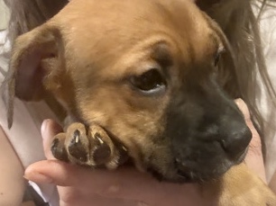 American Pit Bull Terrier – Daniel the Tiger-male – Hamilton