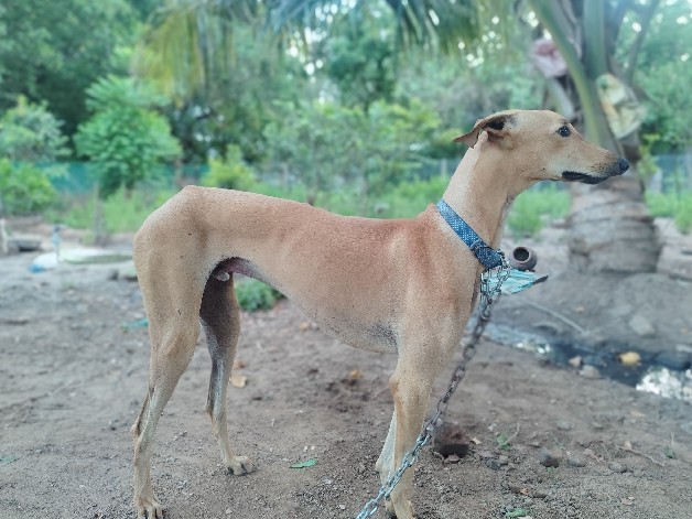 Chippiparai – 1 year old Chippiparai male dog – Viswareddipalaiyam