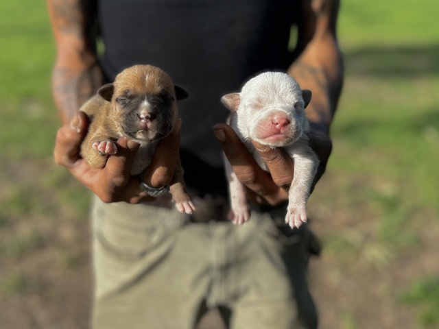 American Pit Bull Terrier – Pittbull puppies – Mobile