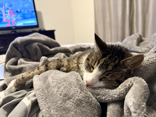 Pixie-bob – Looking for a new home for Agassi – New York