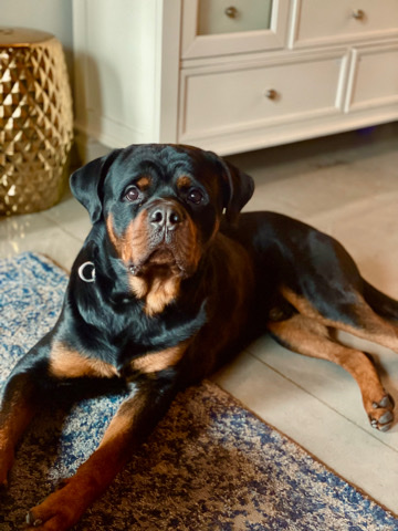 Rottweiler – Gorgeous and Expertly Trained German Rottweiler