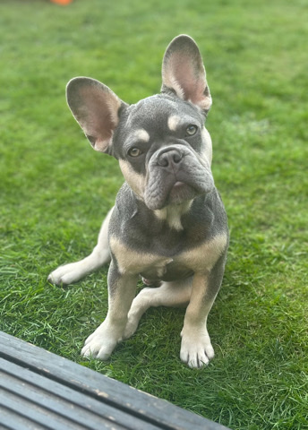 French Bulldog – lilac tan kc reg French bulldog puppy