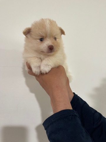 Pomeranian puppy