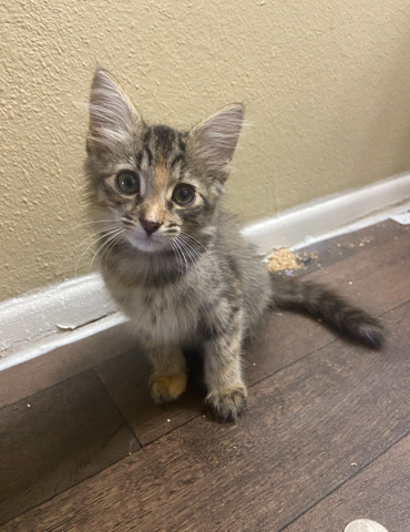 Kittens