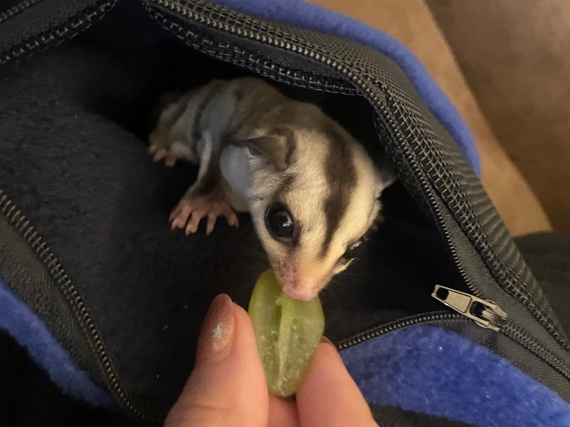 Any – Sugar Glider, cage included