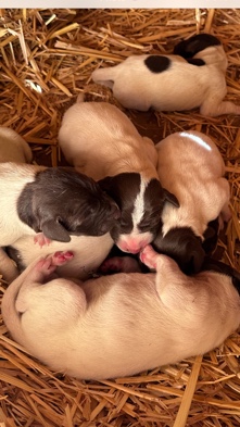 German shortbread pointer’s 