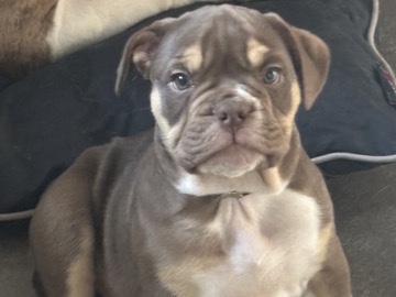 Olde English Bulldogge – English bulldog puppy 8 weeks old – Swadlincote