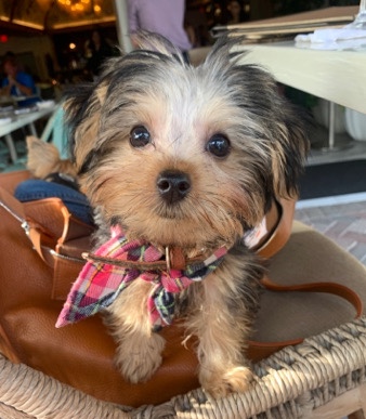 Yorkshire Terrier – AKC Yorkie Puppy