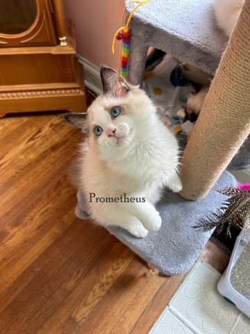 Ragdoll – purebred Ragdoll