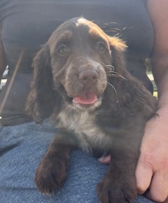 English Cocker Spaniel – working cocker spaniel puppies