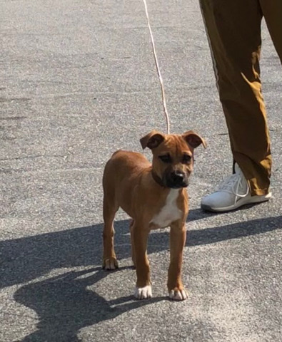 American Pit Bull Terrier – Boxer-Bull Pup