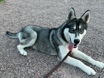 Siberian Husky – Siberian Husky