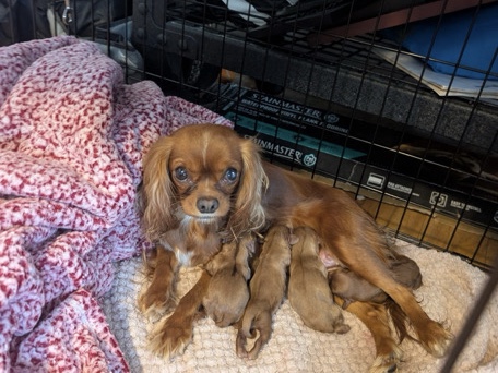  Cavalier King Charles pure breed