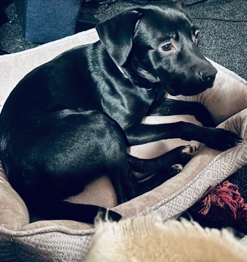 Labrador Retriever – Pure bred Black Lab