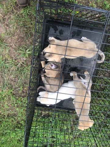 puppies