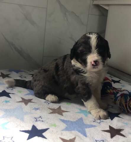 Willy—Bernedoodle