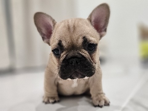 French Bulldog – Mason