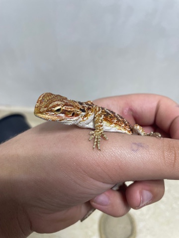 Any – baby bearded dragon ( red )