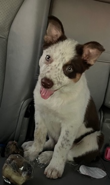 border collie Queensland mix