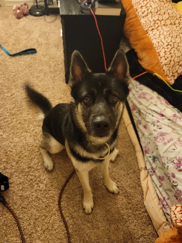 German Shepherd – husky shepherd