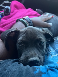 Labrador Retriever – Sage the lab/pitbull