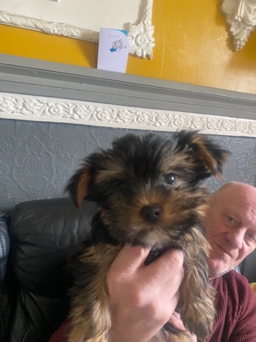 Yorkshire Terrier – kc registered Yorkshire terrier