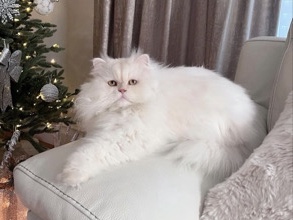 Persian (Modern) – persian cat – New York