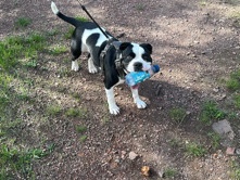 American Staffordshire Terrier – Roxie Roo American bulldog Terrier – Rawmarsh