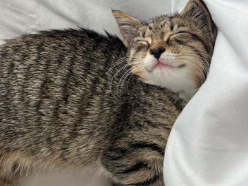 Russian White, Black and Tabby – KITTEN – Delray Beach