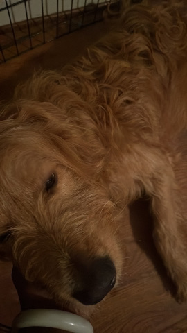 Poodle – golden doodle for sale