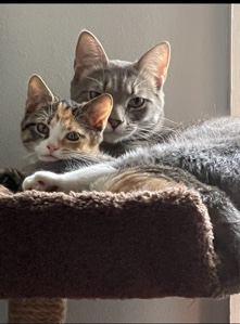 Cats