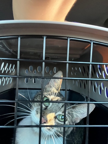 American Shorthair – cat in need of rehoming