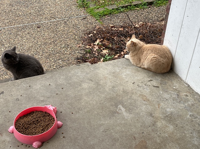meow meow’s