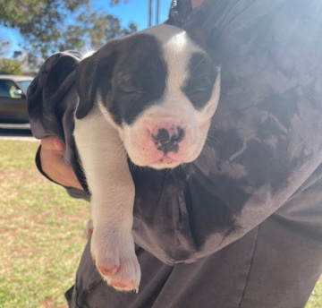 Dogo Argentino – Puppies ready Valentines Day!