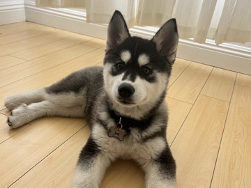 Siberian Husky – Husky Puppy! – Torrance