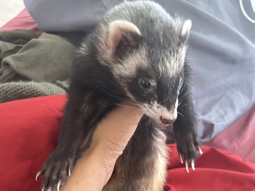 Sable – ferret for sell – Las Vegas