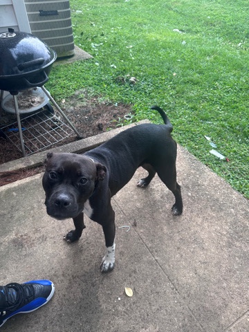 blue nose pit