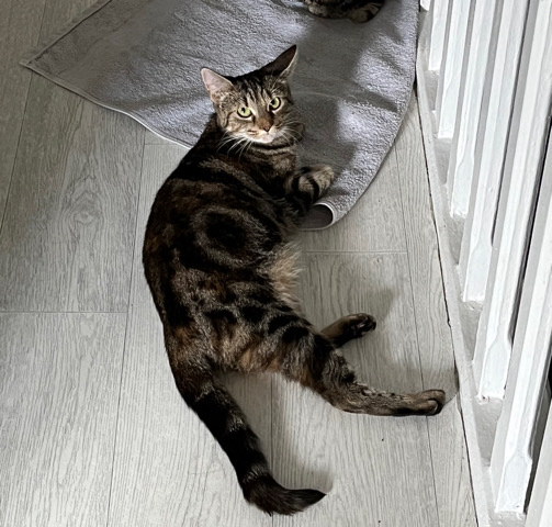 Bengal – Tabby x Bengal Female cat