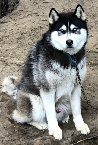 Siberian Husky – Siberian Husky