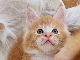 Maine Coon - mainecoon male kitten  available for adoption in Dubai