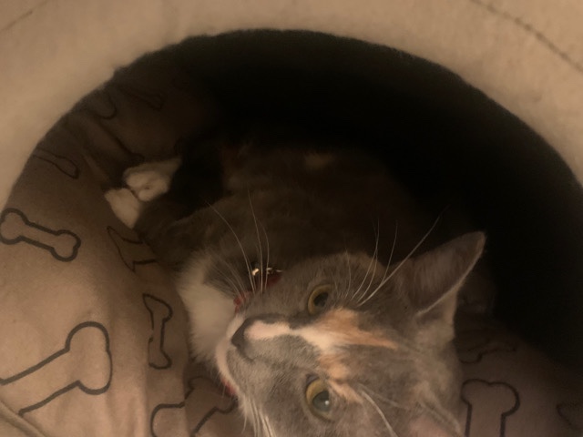 selling 2 yr old cat bad with dogs calico
