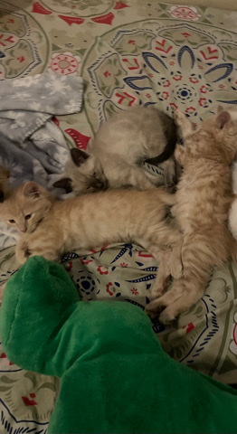 kittens