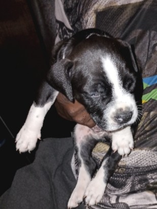 American Pit Bull Terrier – pitbull puppies for sale