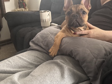 French Bulldog - French Bull Dog for Sale available for adoption in Sioux City