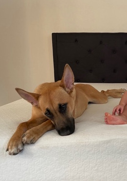 Belgian Shepherd Dog (Malinois) – Rehoming Our Dog Charlie