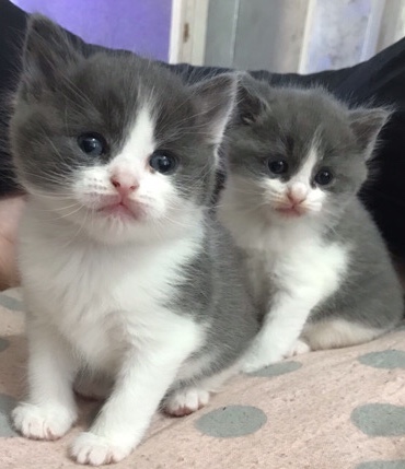 British Shorthair – British shorthair kittens boy & girl