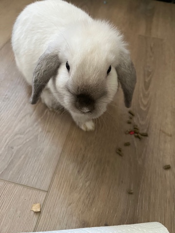 5 month old litter trained bunny for sale